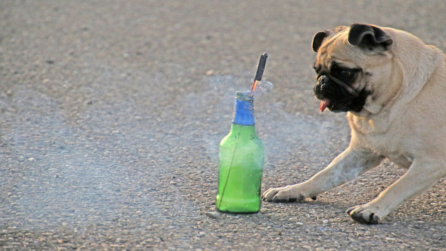 Un chien est effrayé devant une fusée de feux d'artifice. Les règles à observer avec les animaux.
